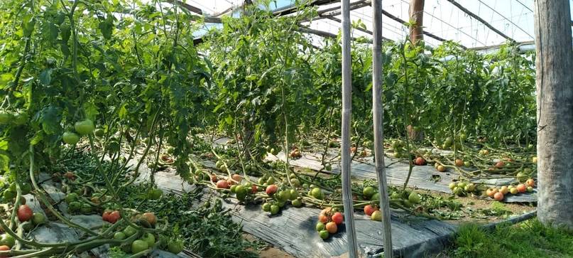 El grito desesperado del campo correntino: tomates a la basura y precios que se disparan