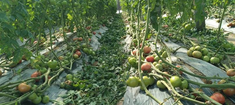 El grito desesperado del campo correntino: tomates a la basura y precios que se disparan