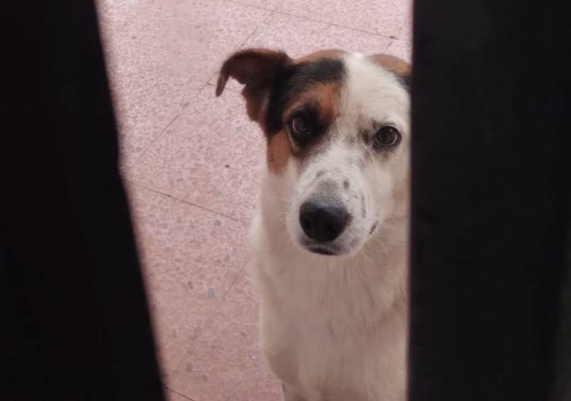 Dolor en Corrientes: mataron a Bruno, el perro que acompañaba a los niños en la escuela 