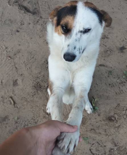 Dolor en Corrientes: mataron a Bruno, el perro que acompañaba a los niños en la escuela 