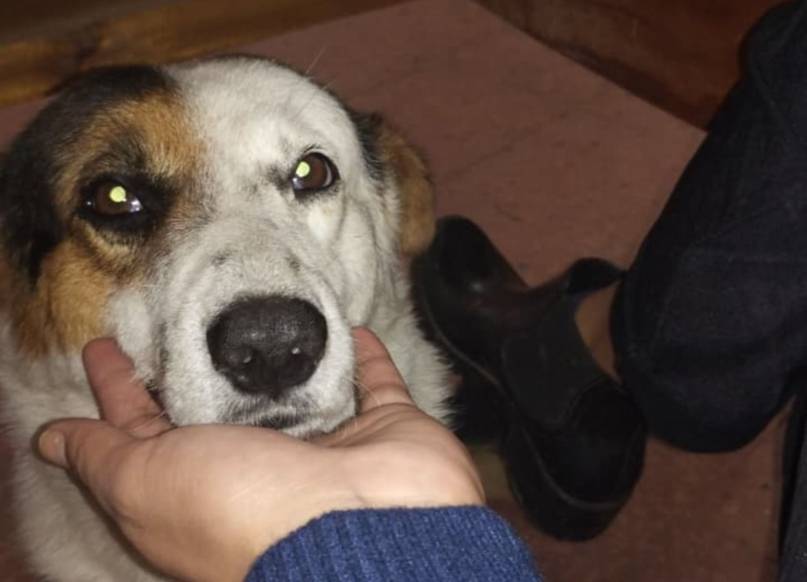 Dolor en Corrientes: mataron a Bruno, el perro que acompañaba a los niños en la escuela