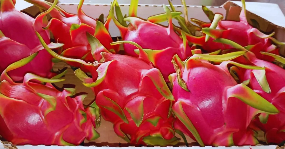 Pitahaya: el Inta estudia variedades
