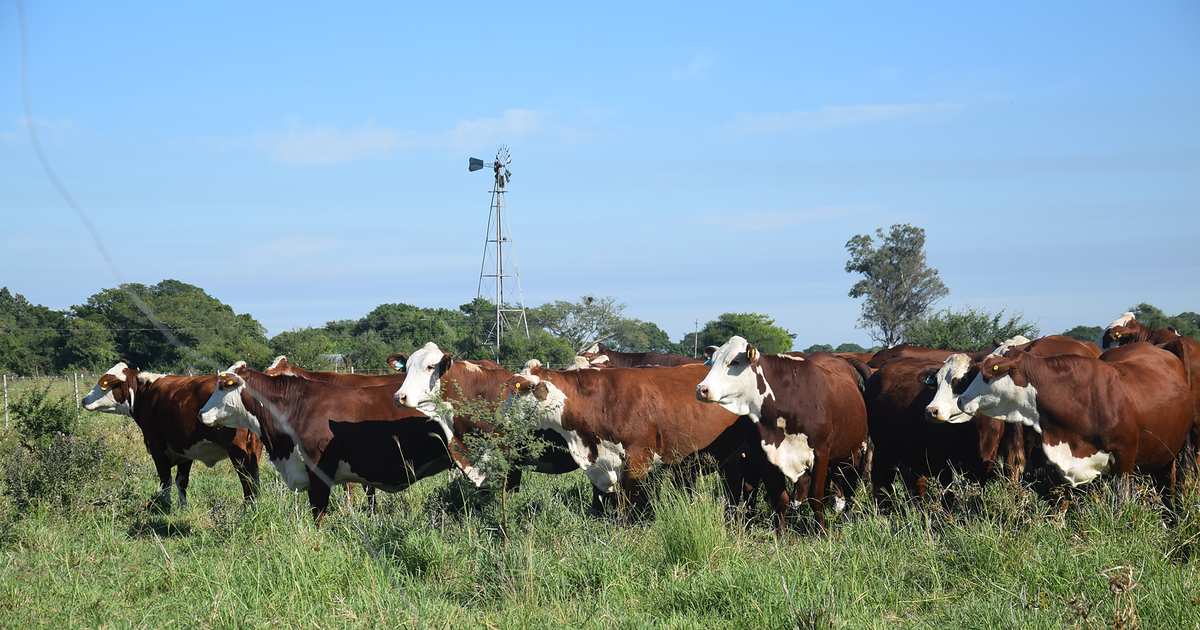 Recría eficiente: la estrategia para sumar “kilos baratos”