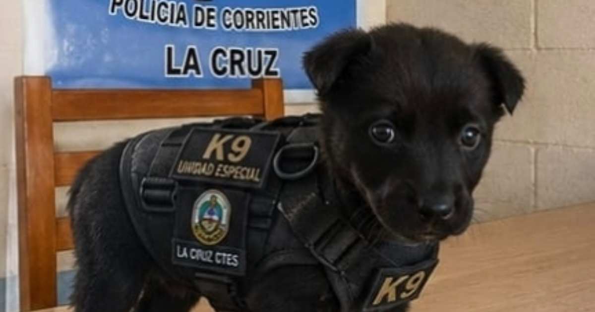 La historia de Piru, el perro abandonado en la ruta y rescatado por policías de Corrientes