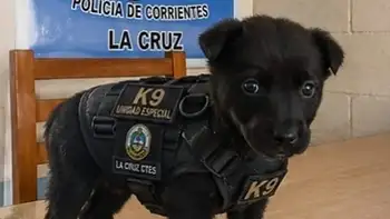 La historia de Piru, el perro abandonado en la ruta y rescatado por policías de Corrientes