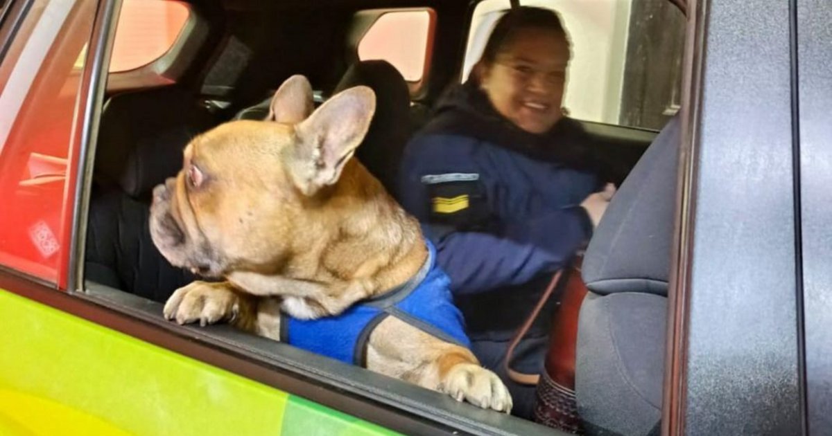 San Luis del Palmar: hallaron a un perro perdido y lo devolvieron a su familia