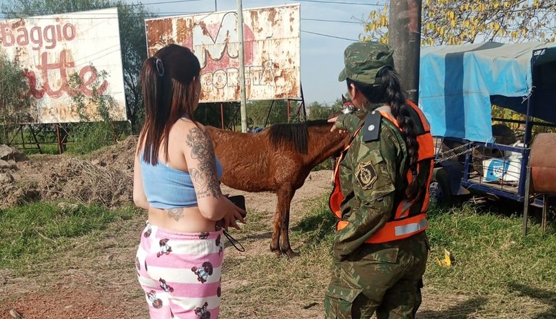 Peregrinación a Itatí: controlan el estado de los caballos para evitar el maltrato animal- Peregrinación a Itatí: controlan el estado de los caballos para evitar el maltrato animal