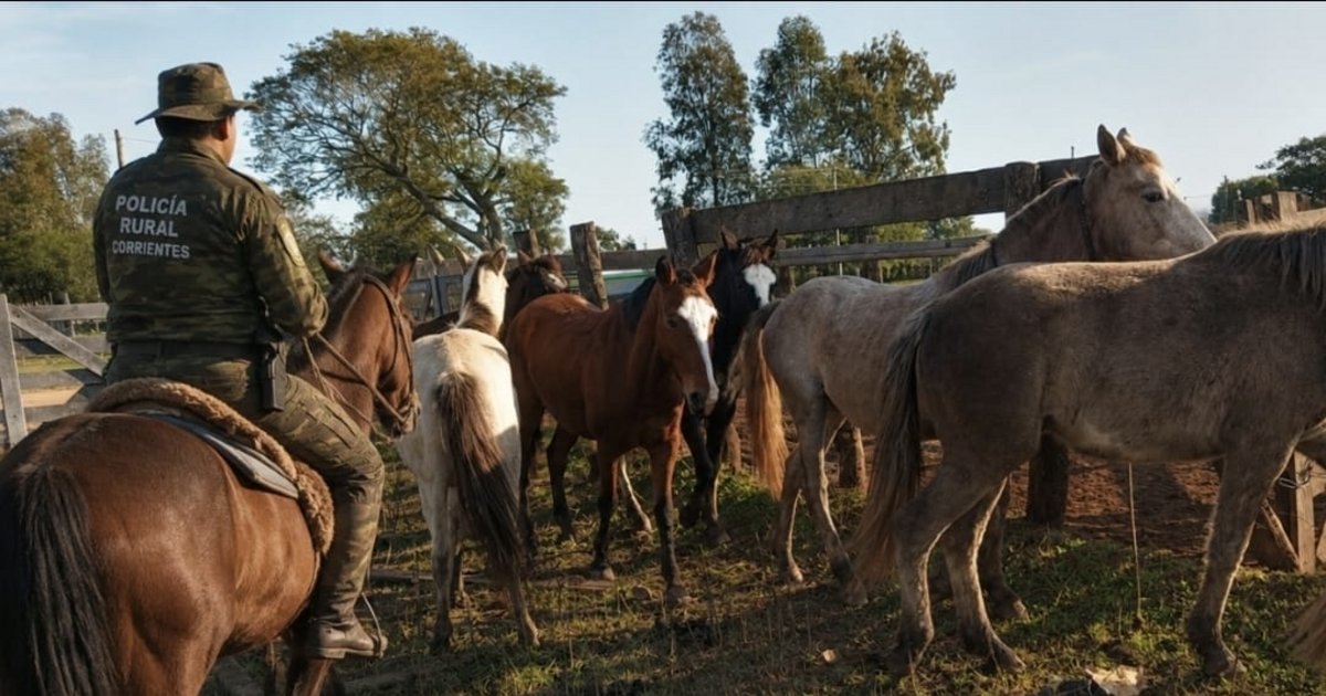 Secuestraron a una tropilla de caballos sueltos sobre una ruta de Corrientes