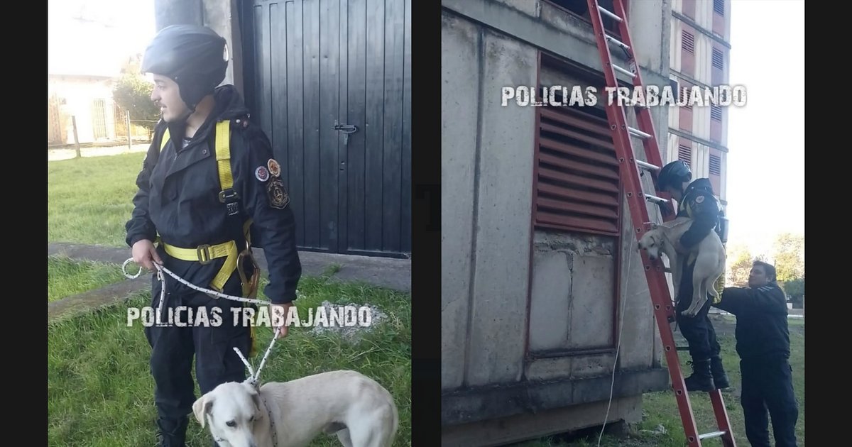 Corrientes: rescataron a un perro que estuvo atrapado en una terraza por cuatro días