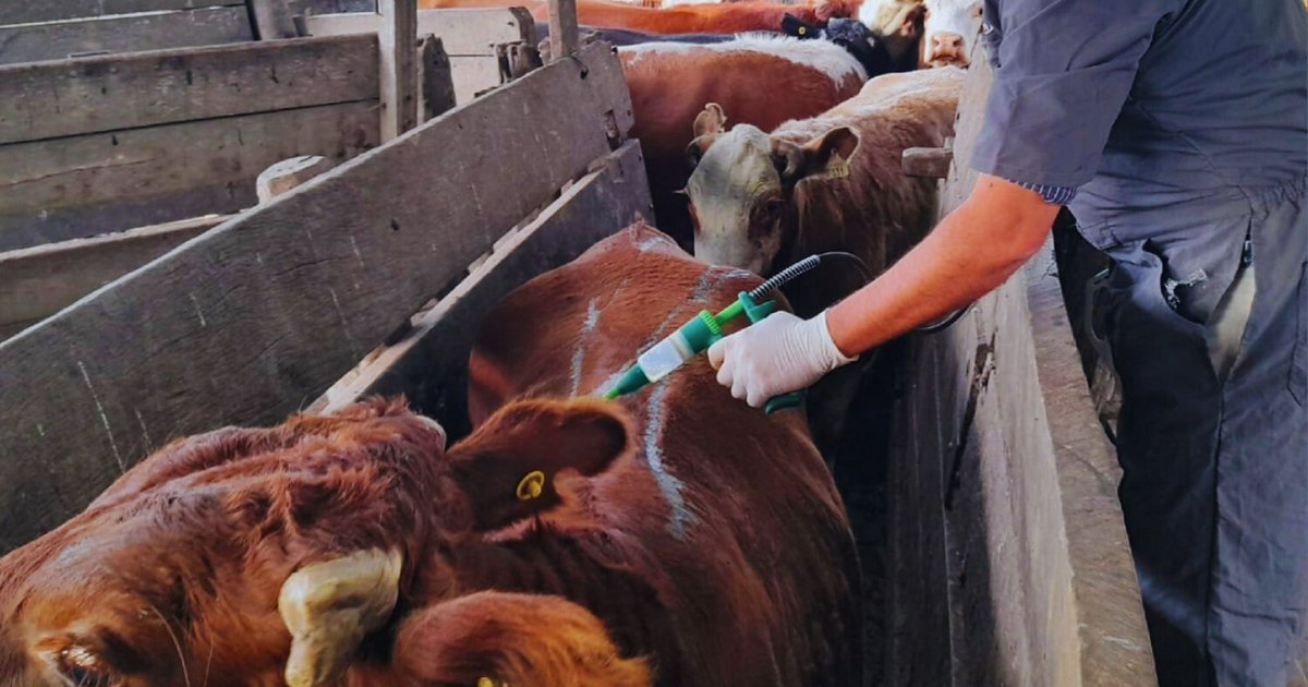 Bovino Criollo, entre las razas con resistencia natural a la garrapata | El Litoral