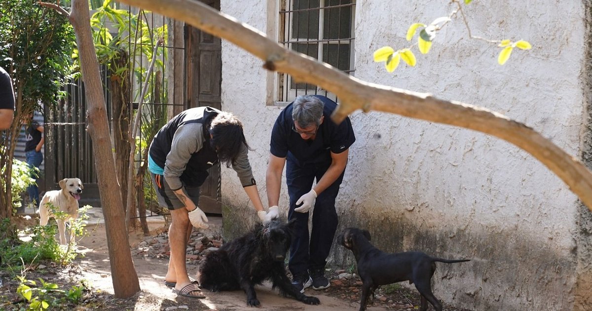 Corrientes: rescataron a un perro con leishmaniasis y graves lesiones para su recuperación