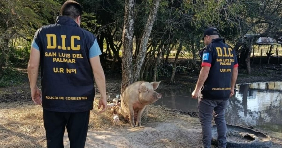 Recuperaron 19 cerdos que fueron robados en Corrientes