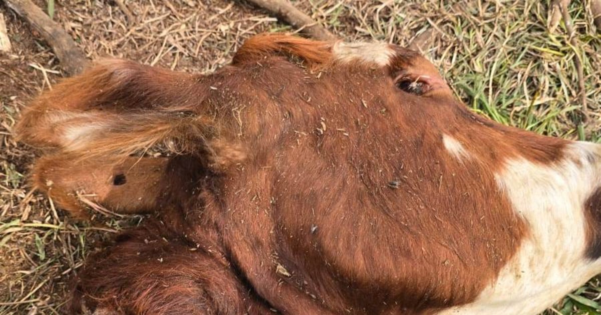 Alerta de ganaderos correntinos en la frontera con Brasil por nuevas carneadas de vacunos