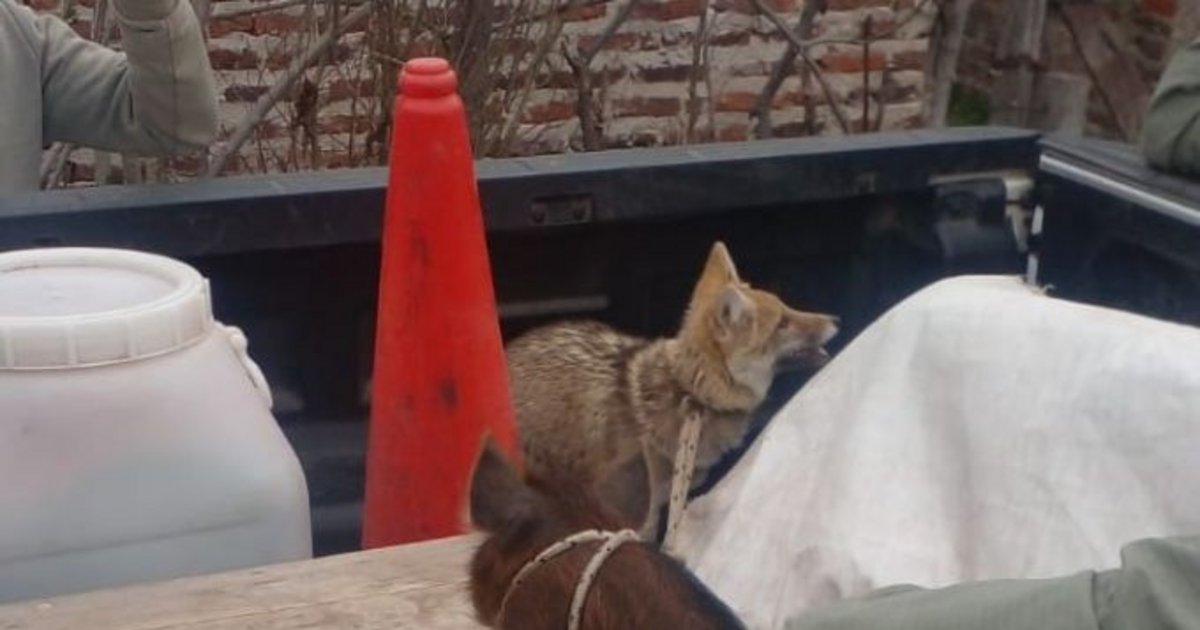Rescataron un zorro y un chancho salvaje que eran criados como mascotas en Corrientes