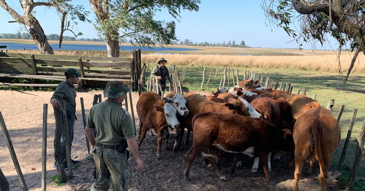 Abigeato en Corrientes: sorprendieron a cuatreros en pleno arreo de 38 vacas ajenas