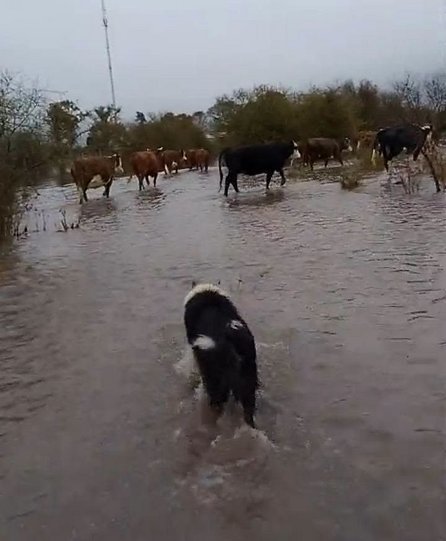 Corrientes: el temporal provocó anegamientos, caída de árboles y postes en Curuzú Cuatiá- Corrientes: el temporal provocó anegamientos, caída de árboles y postes en Curuzú Cuatiá
