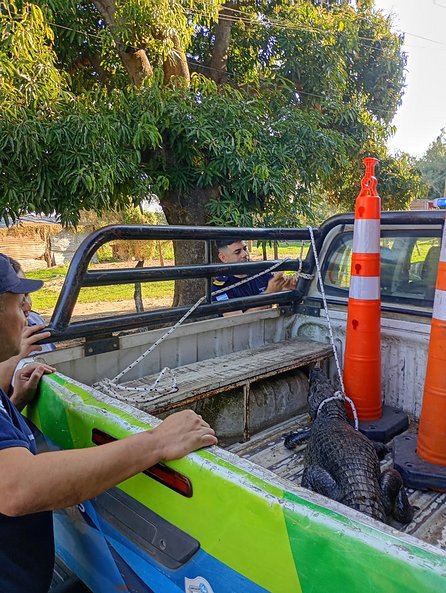 Corrientes: la Policía rescató un yacaré tras una alerta de vecinos