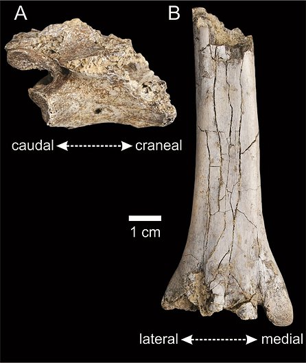 1785498976564 Hallazgo paleontológico en Bella Vista: científicos describieron un ñandú fósil de 65 mil años