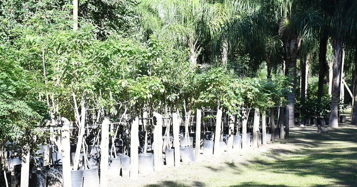 Corrientes será pionera en darle valor económico al carbono que capturan sus árboles