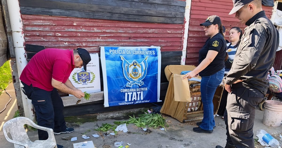 Corrientes: buscaban cosas robadas y hallaron 8 plantas y 170 gramos de marihuana