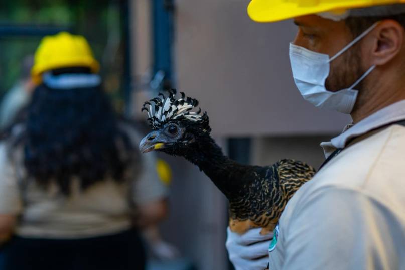 Un grupo de 15 muitús llega al Iberá