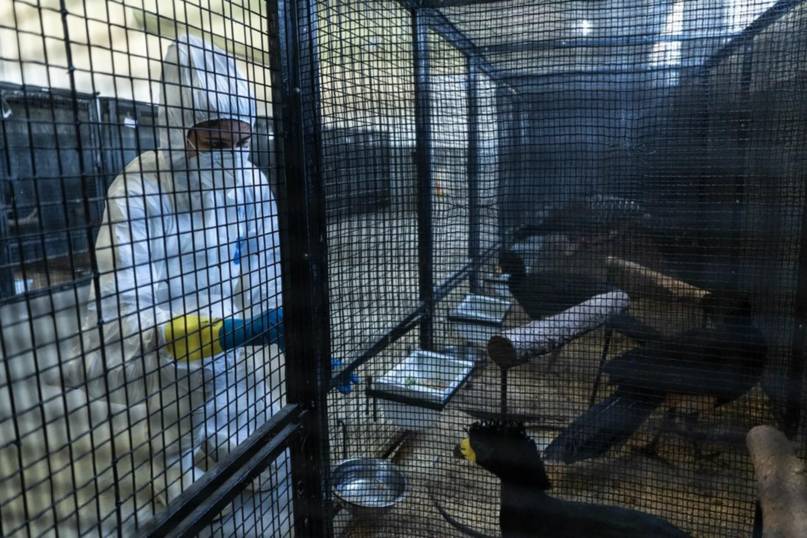 Un grupo de 15 muitús llega al Iberá