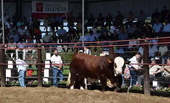 Nueva Valencia vendió sus  reproductores en Riachuelo