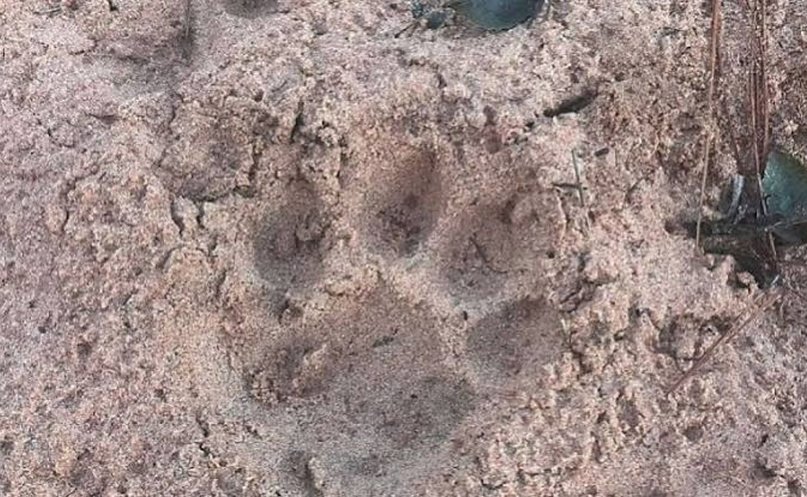 Por qué aumentaron los avistamientos de yaguaretés en Corrientes y qué hacer al ver uno- Por qué aumentaron los avistamientos de yaguaretés en Corrientes y qué hacer al ver uno