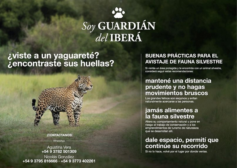 Por qué aumentaron los avistamientos de yaguaretés en Corrientes y qué hacer al ver uno- Por qué aumentaron los avistamientos de yaguaretés en Corrientes y qué hacer al ver uno