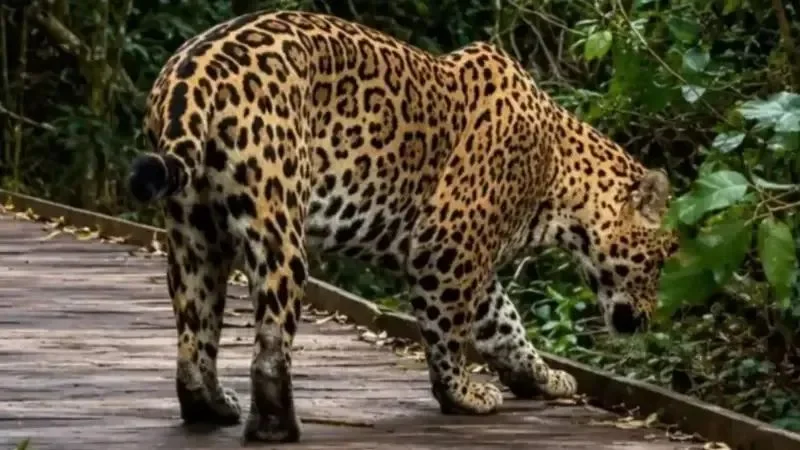 Por qué aumentaron los avistamientos de yaguaretés en Corrientes y qué hacer al ver uno- Por qué aumentaron los avistamientos de yaguaretés en Corrientes y qué hacer al ver uno