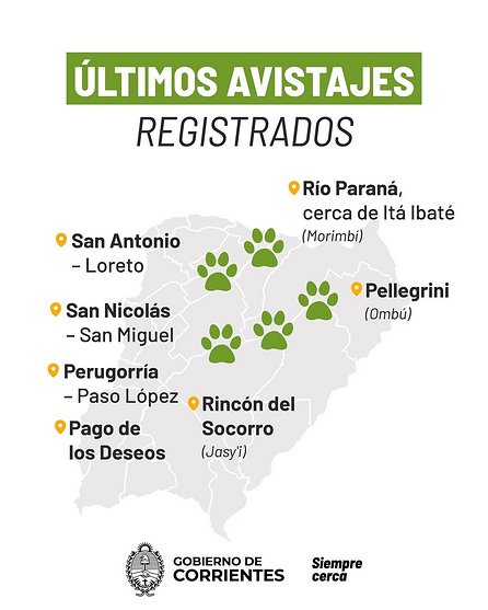 Por qué aumentaron los avistamientos de yaguaretés en Corrientes y qué hacer al ver uno