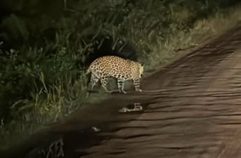 Corrientes: volvían de dar una charla sobre yaguaretés y se encontraron con uno en ruta 6