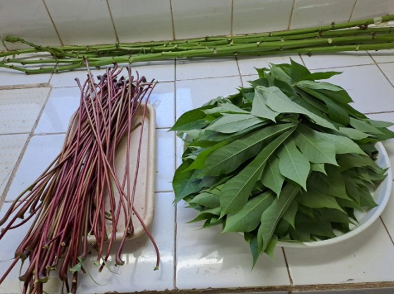 Hojas de mandioca: estudian su potencial como alimento proteico y económico para el ganado
