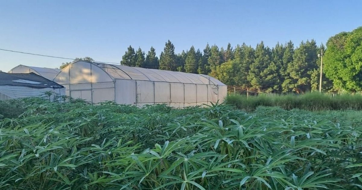 Hojas de mandioca: estudian su potencial como alimento proteico y económico para el ganado