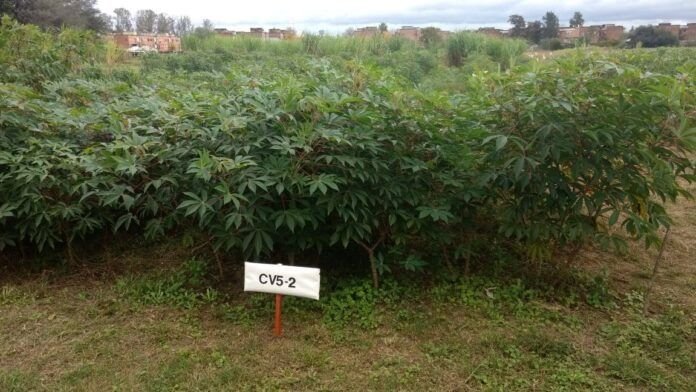 Hojas de mandioca: estudian su potencial como alimento proteico y económico para el ganado