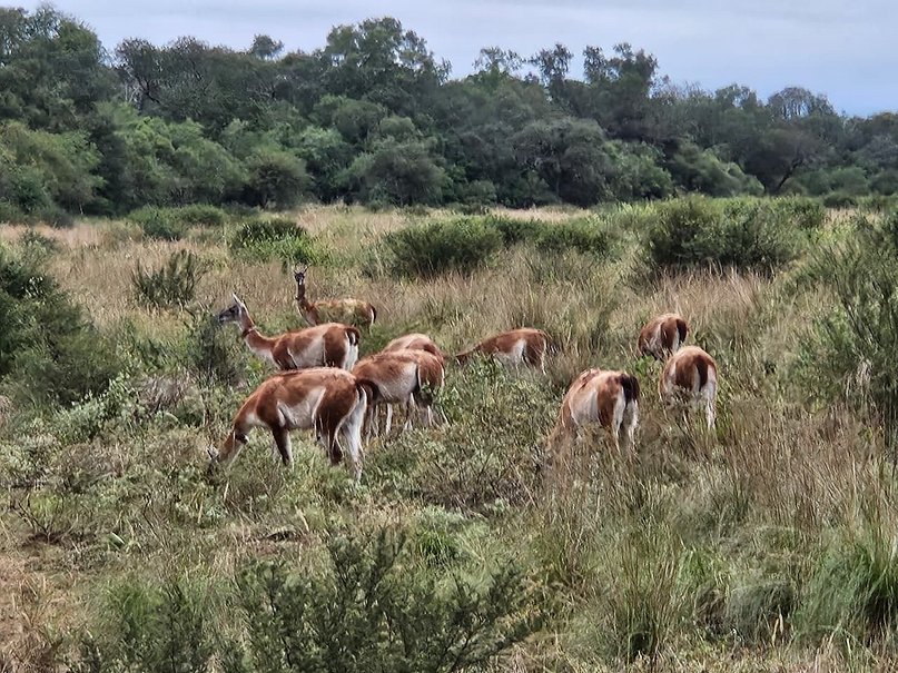 Nació "Tusquita", la primera guanaca concebida en libertad en El Impenetrable- Nació "Tusquita", la primera guanaca concebida en libertad en El Impenetrable