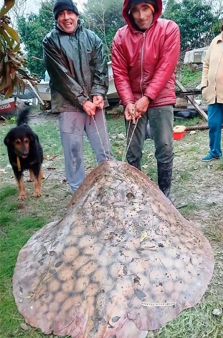 Sorpresa en el Paraná: sacaron una raya de casi 100 kilos
