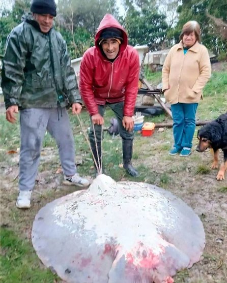 Sorpresa en el Paraná: sacaron una raya de casi 100 kilos