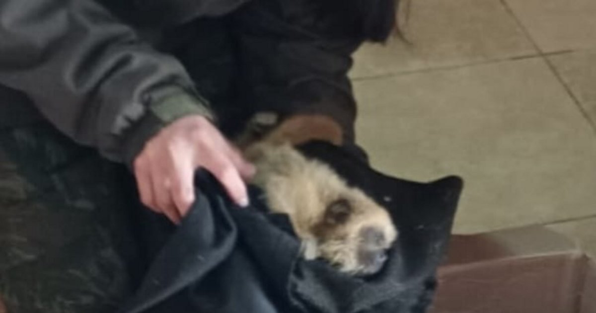 Rescataron a un mono carayá en una zona rural de Corrientes