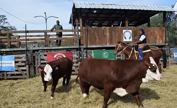 Cabaña El Rocío vendió sus  Braford en la Rural de Mercedes