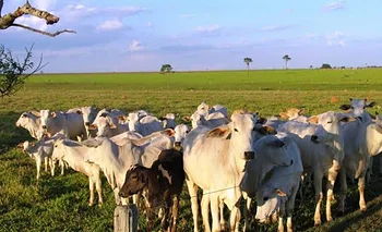 Carne: Brasil se debate entre la fortaleza y la vulnerabilidad