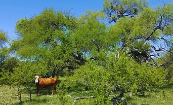 Promueven sistemas que integren  ganadería con el bosque nativo