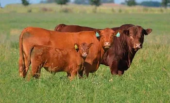 Los Limangus también demostraron  su poderío carnicero en Uruguay
