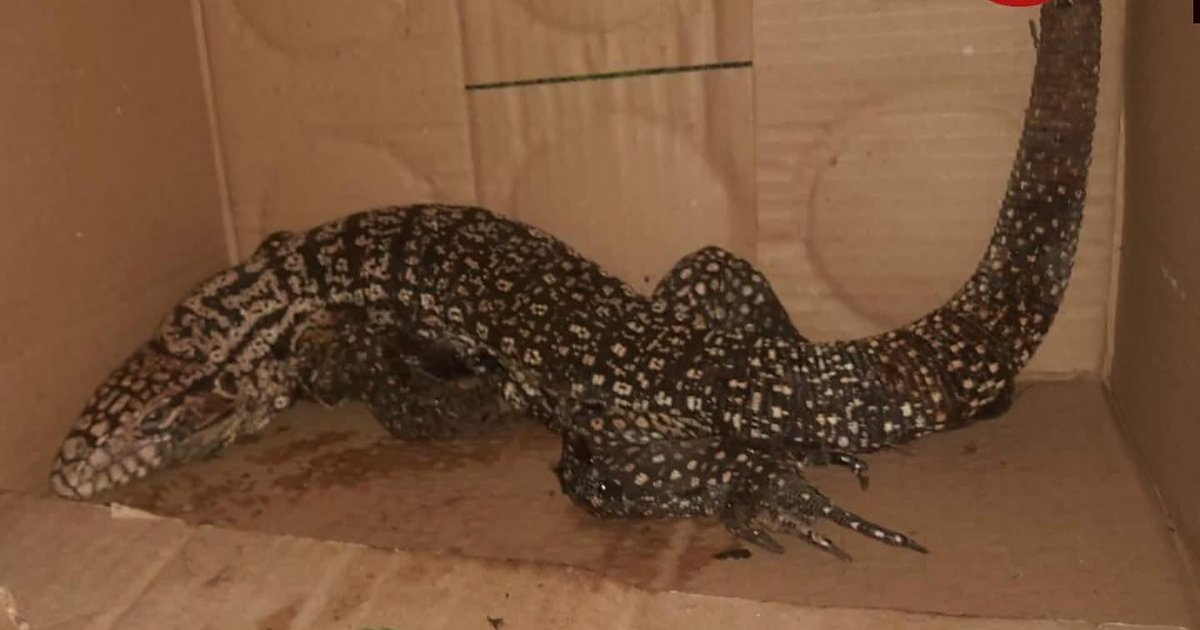 Rescataron a una iguana que apareció de sorpresa frente a una escuela de Saladas