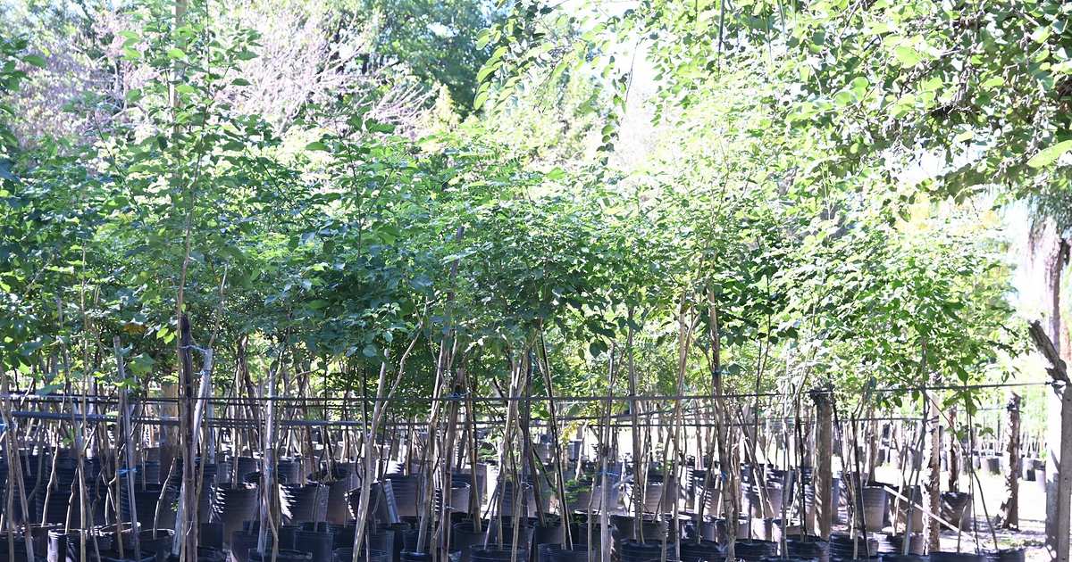 Semana del Árbol: la Municipalidad realiza un Eco-Trueque en la plaza Vera