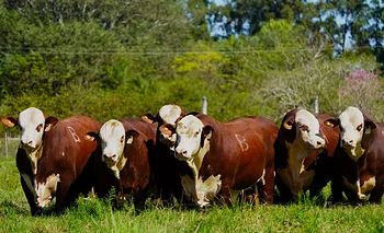 Caá Cué realiza su remate  en San Luis del Palmar