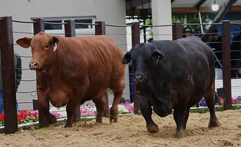 Nueva Valencia vendió sus  reproductores en Formosa