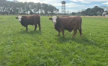 Control de toros: una herramienta  clave para mejorar la preñez