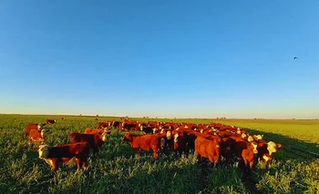 Más producción de forraje  con cultivares adaptados 
