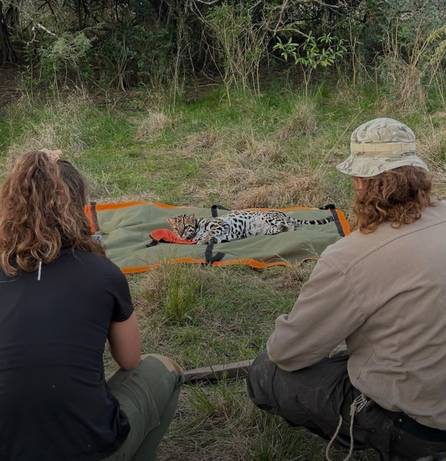 El Parque Nacional Iberá recibe a "Pelusa", una hembra de ocelote